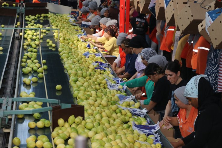 Çukurova'da iklim şartlarının uygun gitmesi narenciyede rekolte beklentisini artırdı