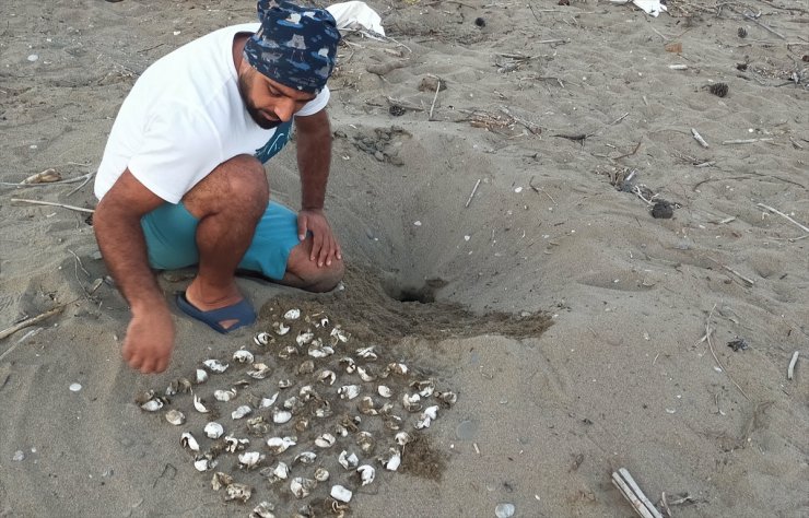 Belek ve Kızılot sahillerinden bu yıl 150 bin caretta caretta yavrusu denize ulaştı