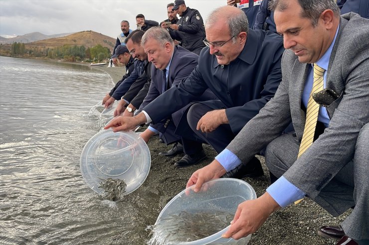 Hazar Gölü'ne 200 bin siraz balığı yavrusu bırakıldı