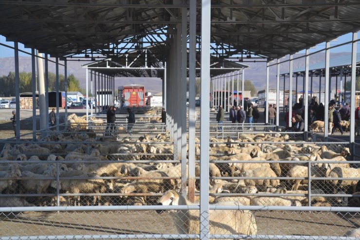 Şarkışla canlı hayvan pazarı yeniden açıldı