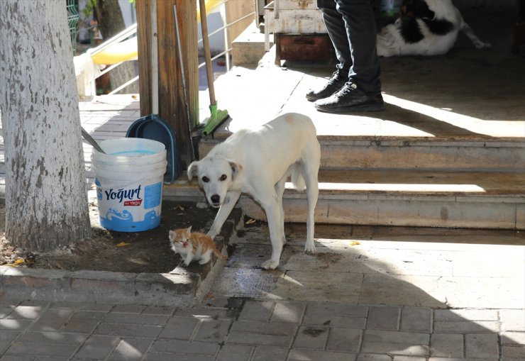 Amasya'da bir köpek, kedi yavrusuna annelik yapıyor