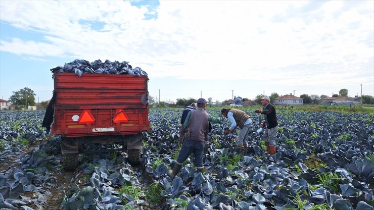 Bafra Ovası'nda kırmızılahanada 200 bin ton üzeri rekolte beklentisi