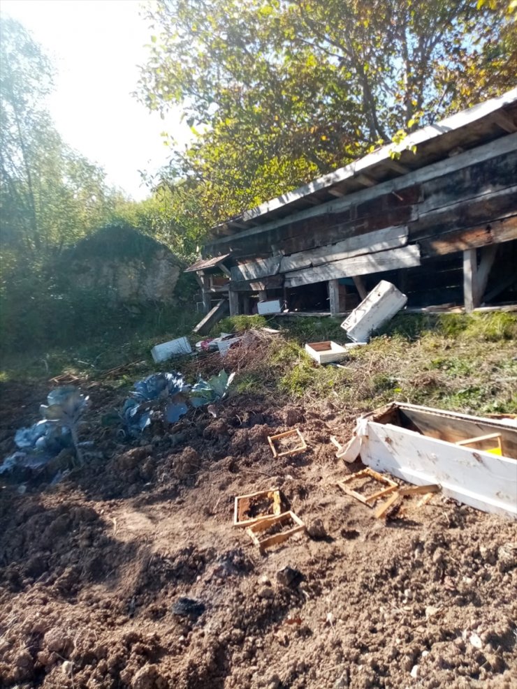 Kastamonu'da aç kalan ayılar arı kovanlarına zarar verdi