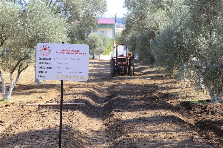 Muğla'da kültür bahçelerinde salep yetiştiren üreticiler talebe yetişemiyor