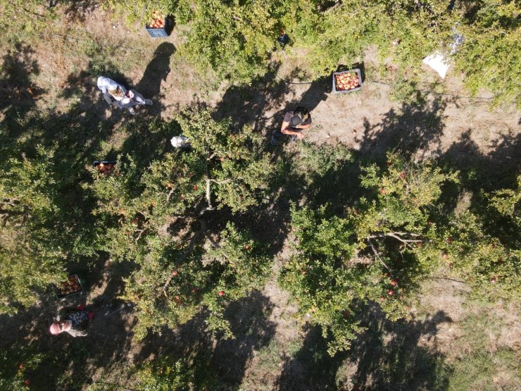 Muğla'da yetiştirilen nar yurt dışında alıcı buluyor