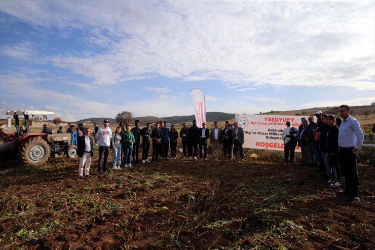 Tokat'ta üniversite öğrencileri pancar hasadına katıldı