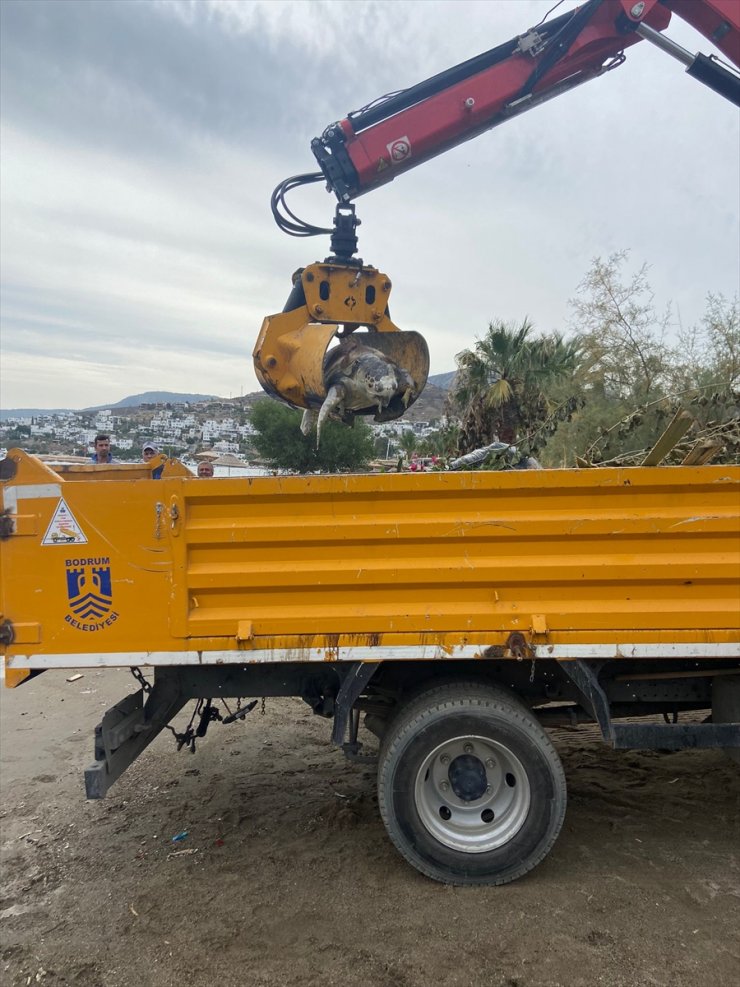 Bodrum'da ölü caretta caretta kıyıya vurdu