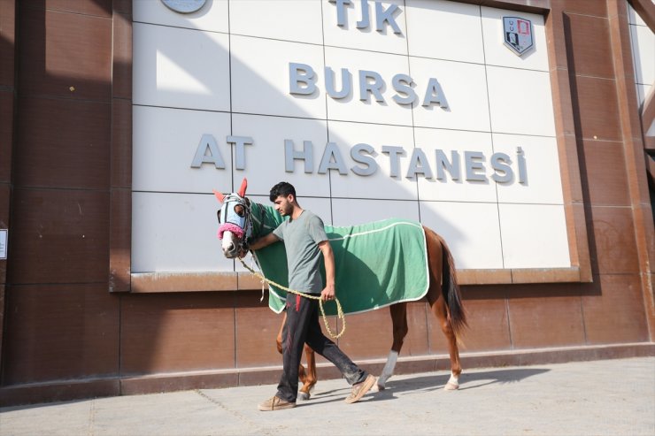 Bursa Osmangazi Hipodromu'nda boy gösteren atlar 7/24 açık hastanede tedavi ediliyor