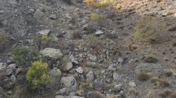 Giresun'da yaban keçisi sürüsü görüntülendi