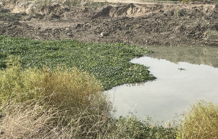 Hatay'da Asi Nehri'ni yeniden su sümbülleri kapladı