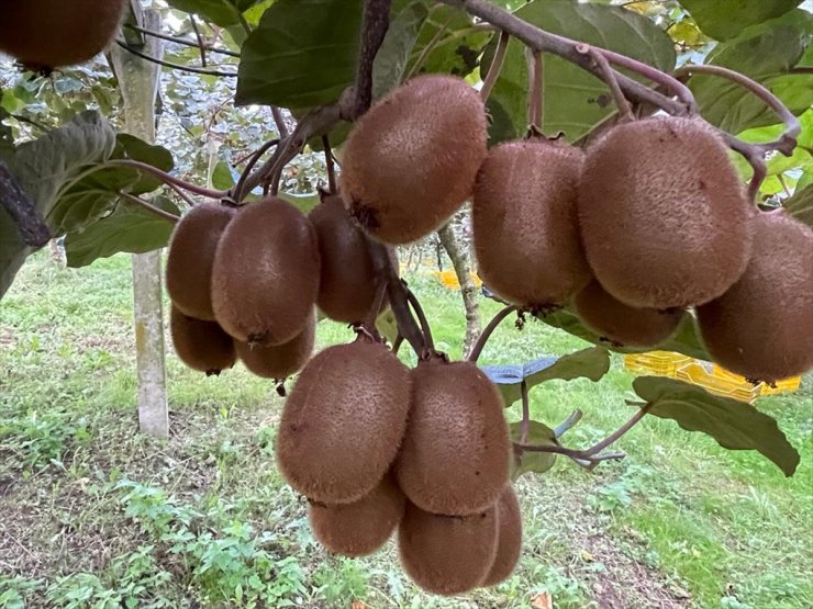 Ordu'da tescilli kivinin hasadına başlandı