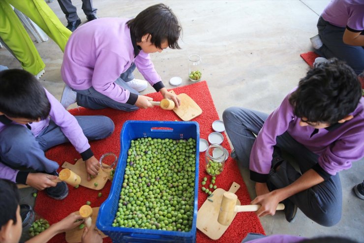 Muğla'da 600 dönümlük zeytin bahçesinde hasat yapıldı