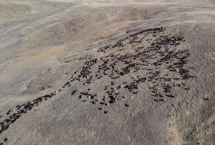 Erzurum'da, küçükbaş hayvan yetiştiricilerine verilen kredi 400 bin liraya çıkarıldı