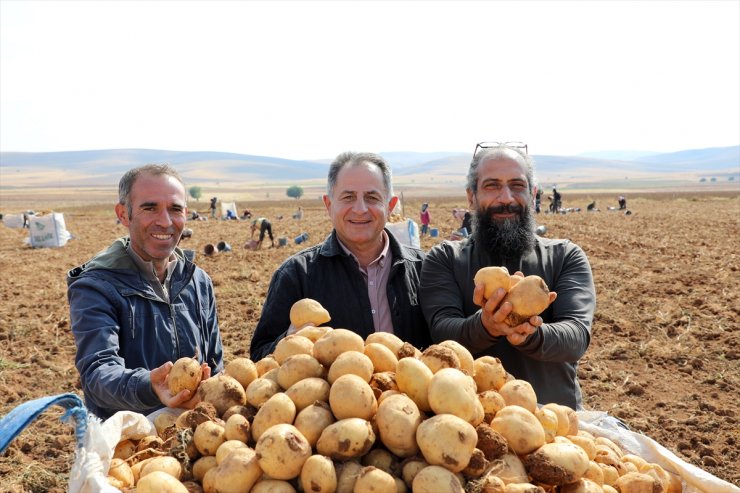 Malatya'da patatesten 6 bin ton rekolte bekleniyor