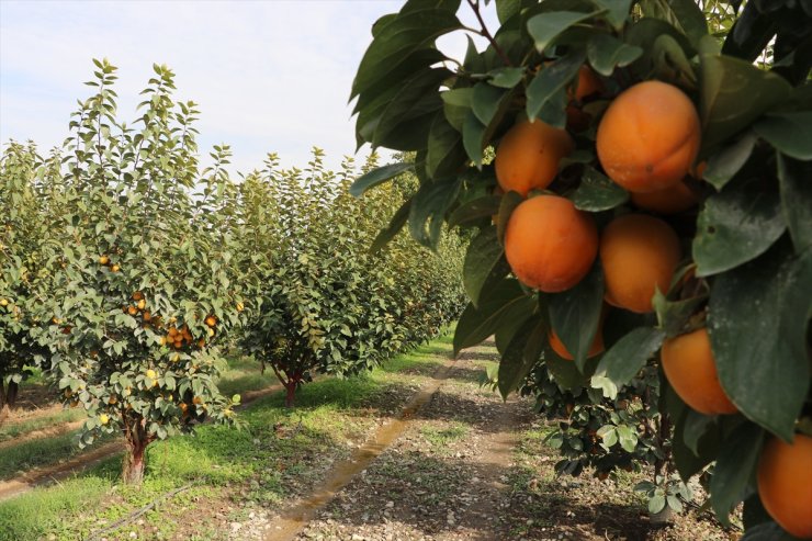 Denizli'den kurutulmuş cennet hurması ihracatı artışta