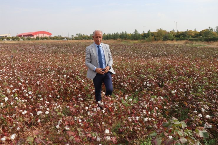 GAP ile suya kavuşan topraklar bereketlendi