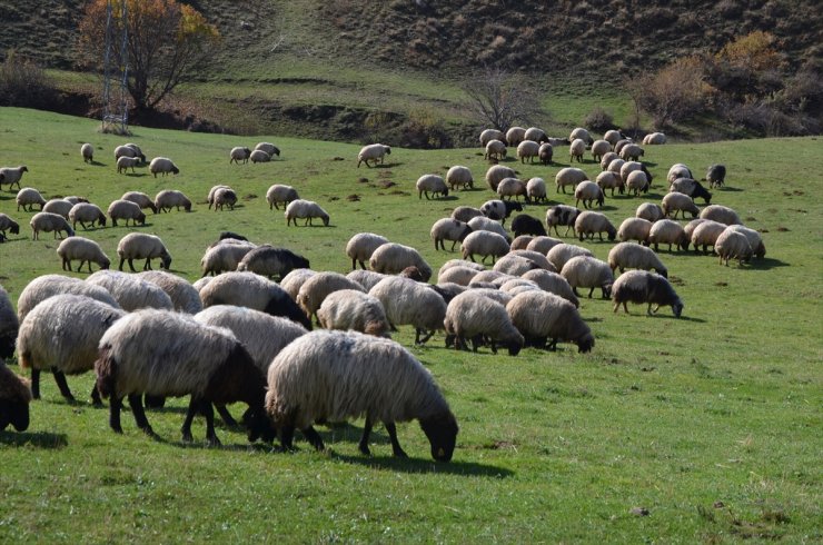 Havanın soğumasıyla göçerlerin dönüş yolculuğu sürüyor