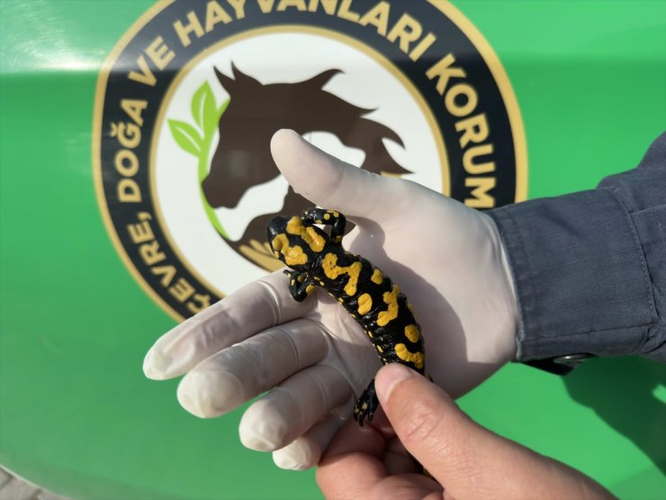 Kahramanmaraş'ta nesli tehdit altında olan "sarı benekli semender" görüldü