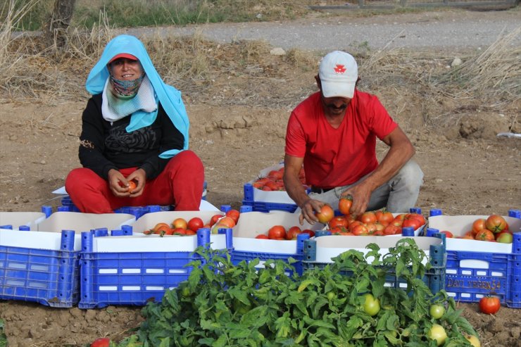 Muğla Datça'da güz domatesi hasadına başlandı