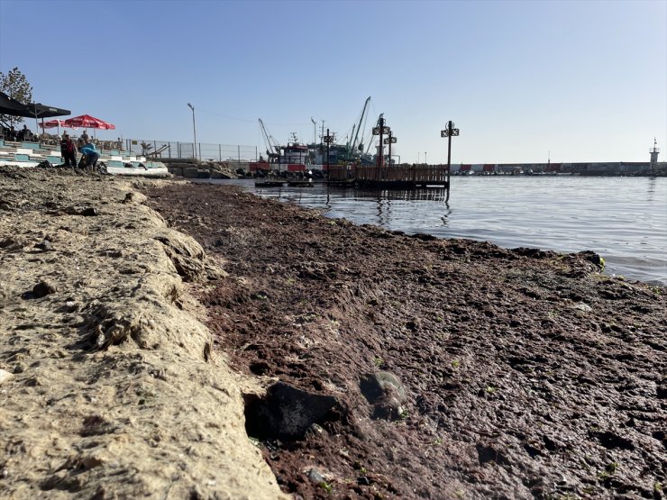 Tekirdağ'da lodos nedeniyle sahilde kırmızı yosun birikti