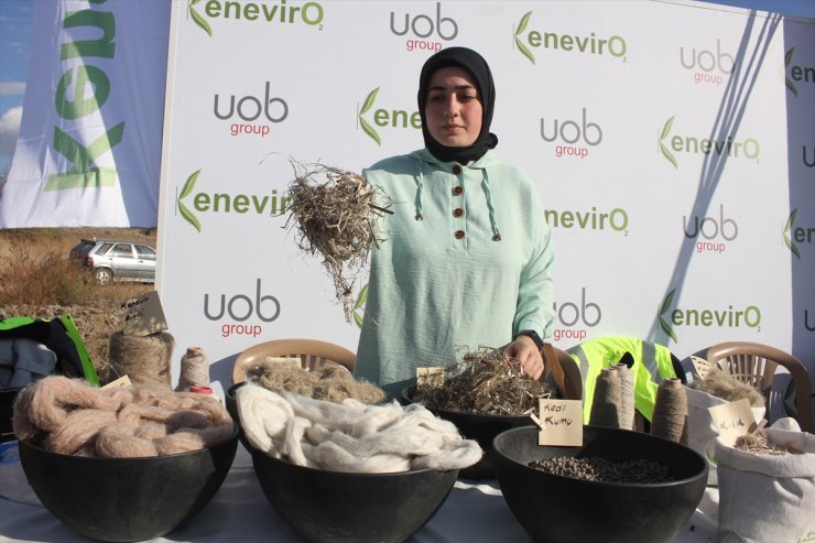 Amasya'da "narlı" türü kenevirin tohum hasadı yapıldı