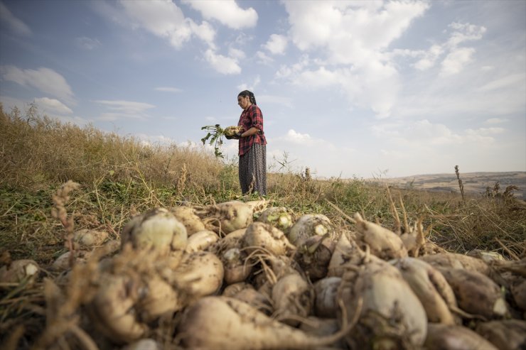 Tunceli'nin Akpazar Ovası'nda 90 çiftçi 1700 dekarda şeker pancarı üretiyor