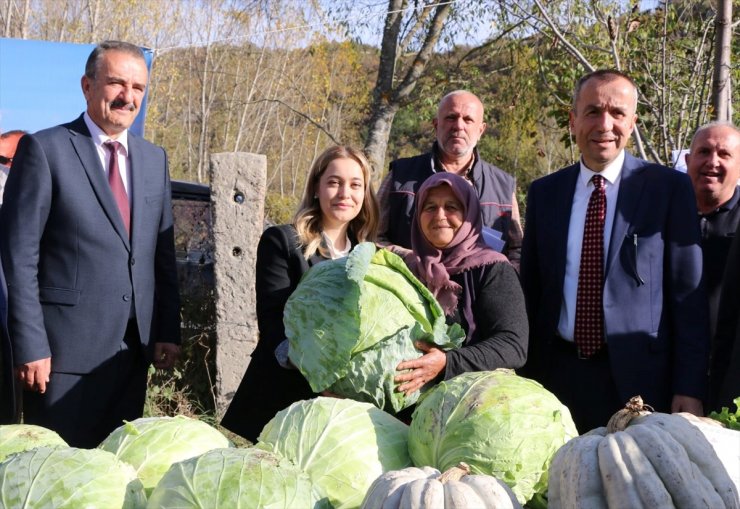 Eskipazar lahanasında hedef 1250 ton rekolte