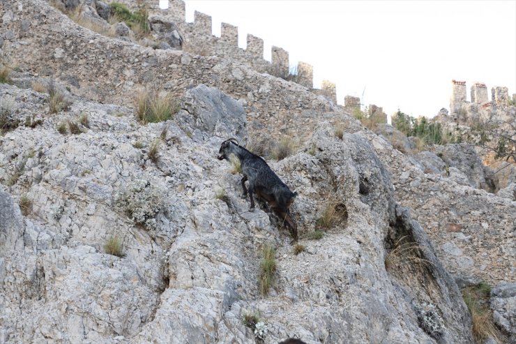 Alanya'da tedavisi tamamlanan dağ keçisi doğal ortamına bırakıldı