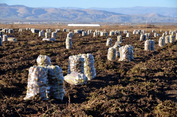 Muş'ta kadınlar patates tarlalarında hasat mesaisi yapıyor