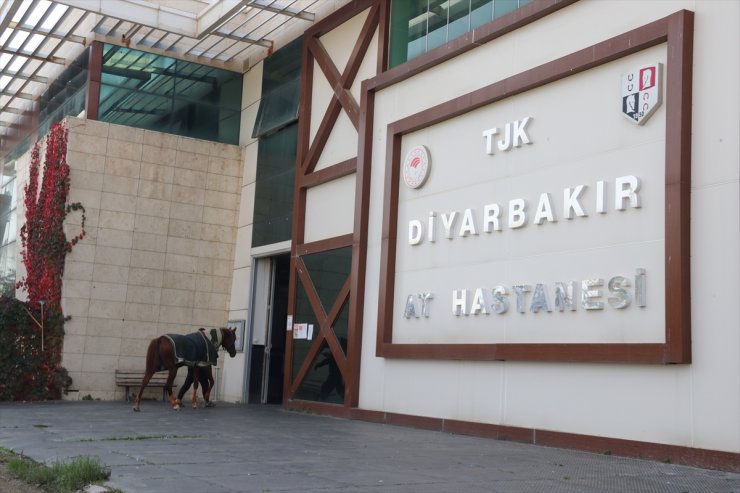 Doğu'nun şampiyon atları sakatlandığında Diyarbakır'da tedavi ediliyor