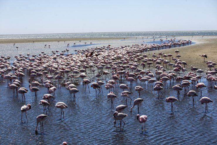 Afrika sahillerinde bir flamingo cenneti: Walvis Bay Lagünü