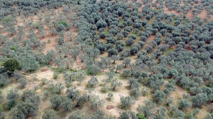 Ulusal Zeytin ve Zeytinyağı Konseyi Başkanı Tan'dan spekülatif fiyat uyarısı: