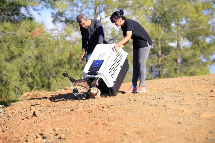 Antalya'da tedavisi tamamlanan yılan kartalı doğaya bırakıldı