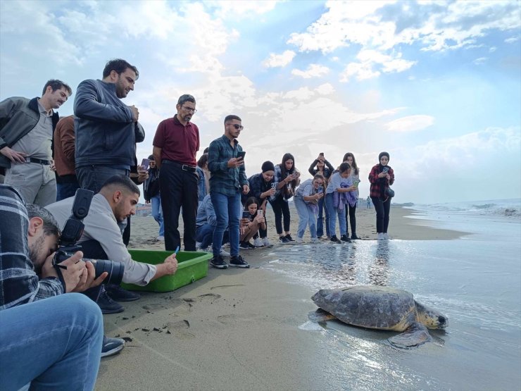 Hatay'da tedavisi tamamlanan caretta caretta denize bırakıldı