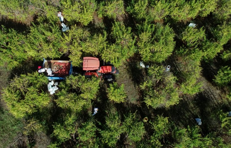 Türkiye'nin nar üretiminin dörtte birini karşılayan Antalya'dan 51 ülkeye ihracat