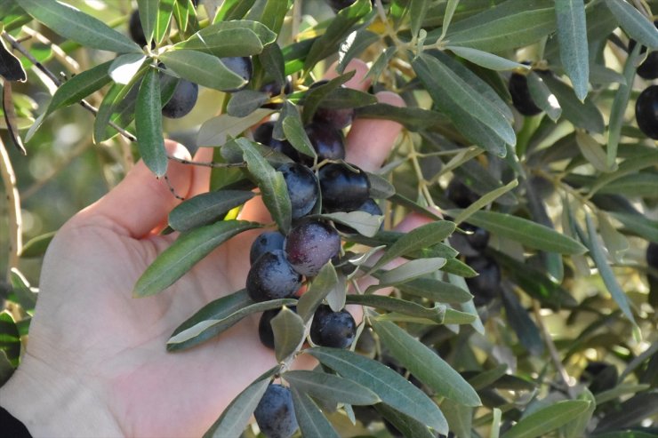 AB tescilli Gemlik zeytini, 30 bin çiftçinin geçim kapısı oluyor