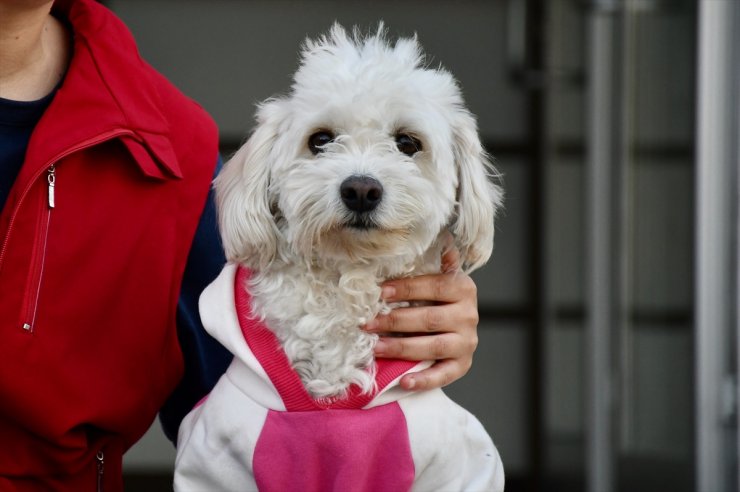 İki aylıkken sahiplenilen köpek "Mila" gençlik merkezinde 7. yaşına girdi