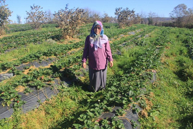 Çiftçi aile aldıkları hibeyle çilek üreterek ürün çeşitliliğini artırdı