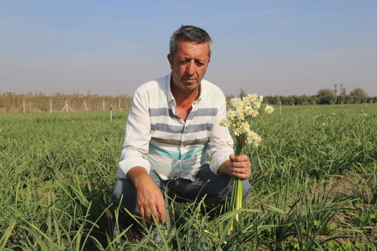 Depremzede üretici, Hatay sokakları yeniden nergis koksun diye işbaşı yaptı