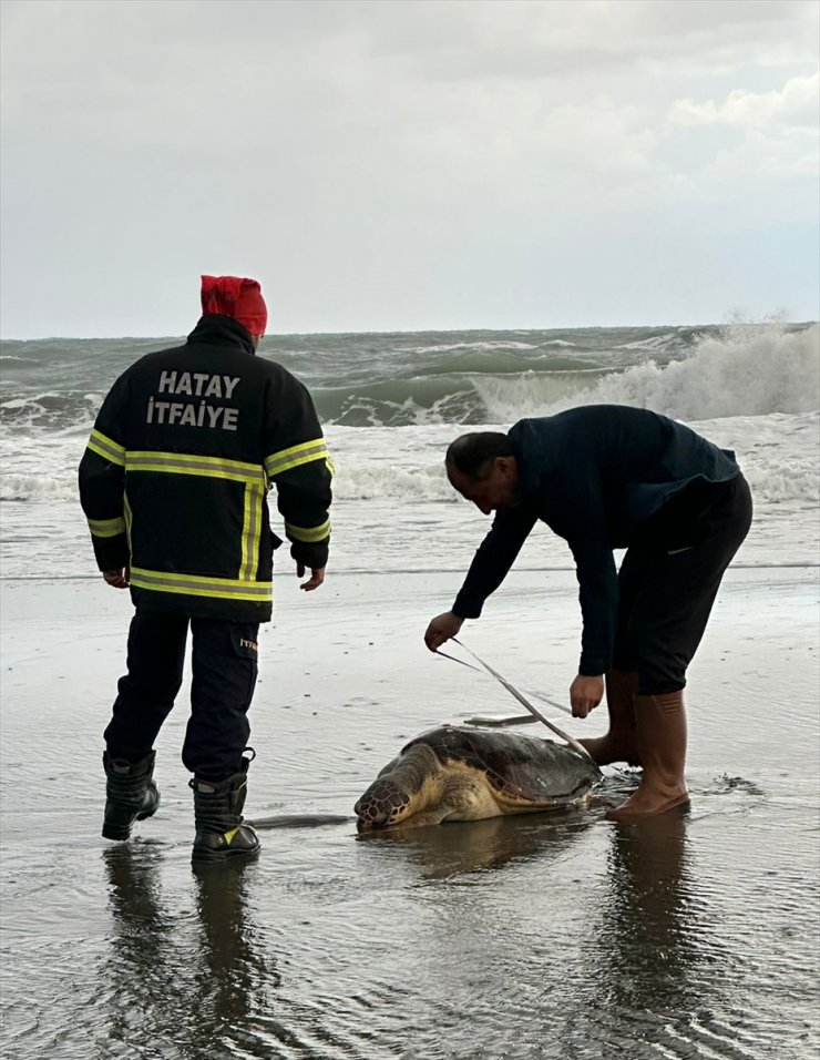 Hatay'da sahilde ölü caretta caretta bulundu