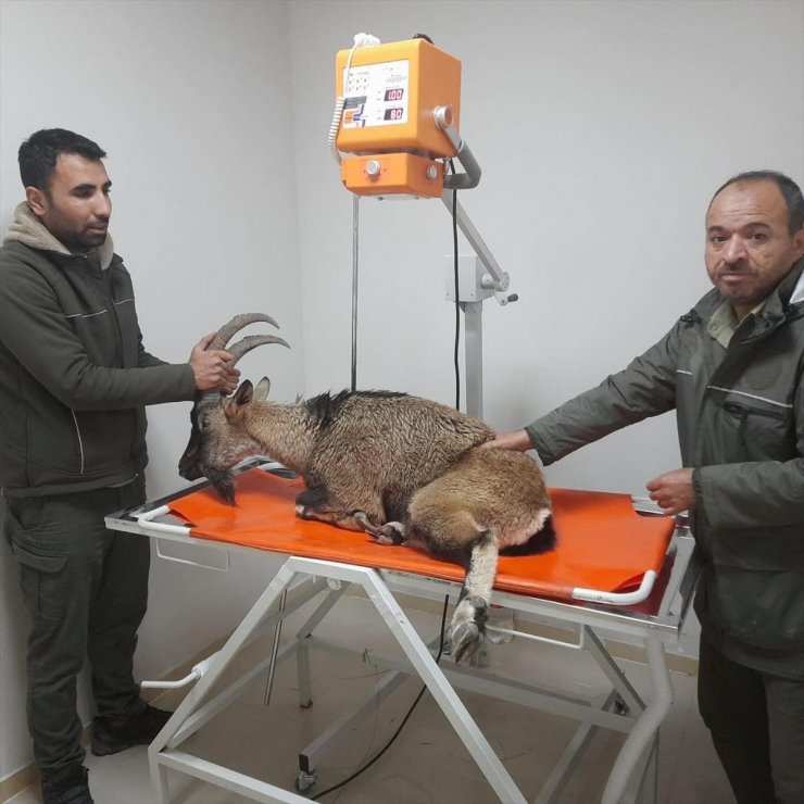 Adıyaman'da yaralı bulunan dağ keçisi tedavi altına alındı