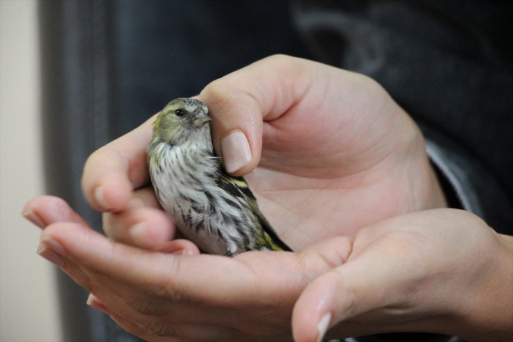 Sakarya'da bitkin halde bulunan kara başlı iskete bakıma alındı