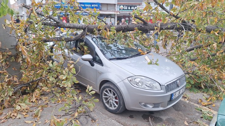 Samsun'da şiddetli rüzgarın devirdiği ağaç otomobillere zarar verdi