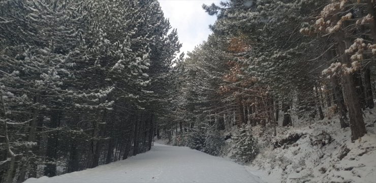 Kazdağı Milli Parkında kar manzaraları