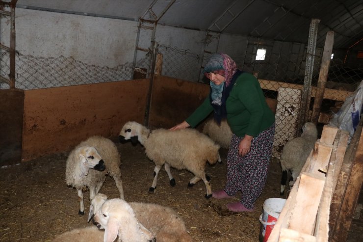 Yozgat'ta "Çadır ağıl" projesiyle küçükbaş hayvan sayısının artırılması hedefleniyor