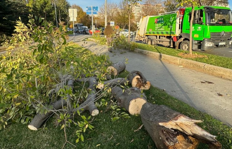 Bakırköy'de sahil yoluna devrilen ağaç kaldırıldı