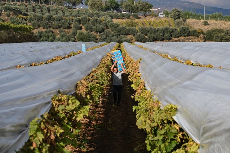 Manisa'da üzüm hasadı kış koşullarında da sürüyor