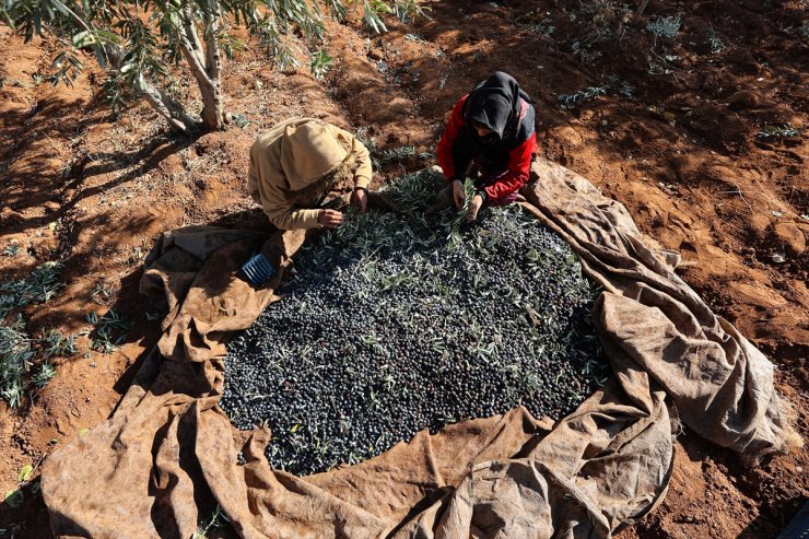 Antep fıstığı hasadını tamamlayan çiftçiler zeytin mesaisinde