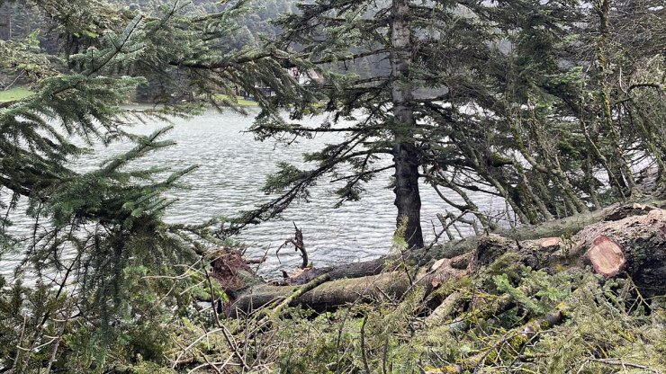 Kuvvetli rüzgar Gölcük Tabiat Parkı'nda ağaçları devirdi