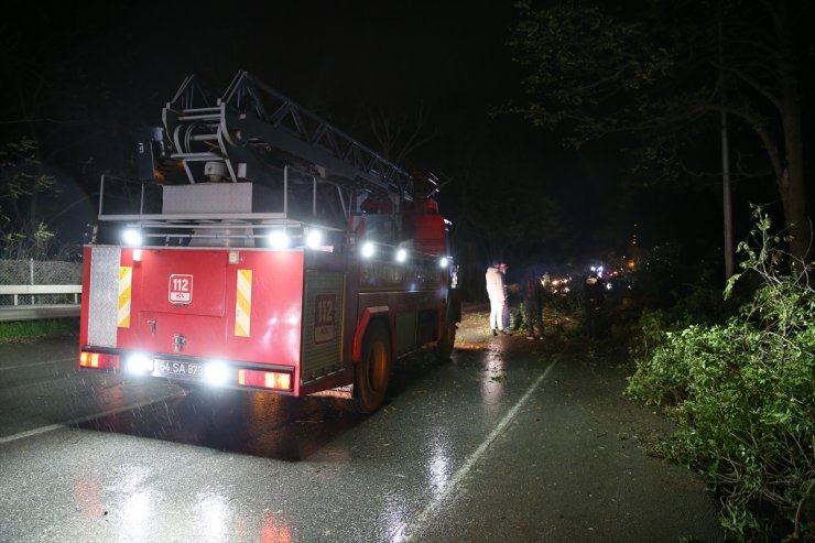 Sakarya'da şiddetli rüzgar nedeniyle yola devrilen ağaç ulaşımı aksattı